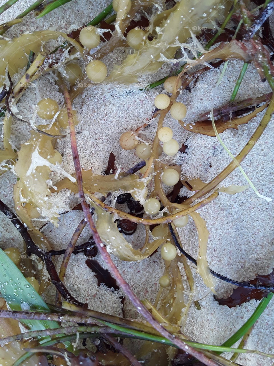 seaweed in the sand