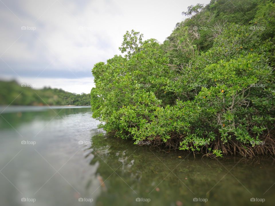 Mangrove trees on the coast.