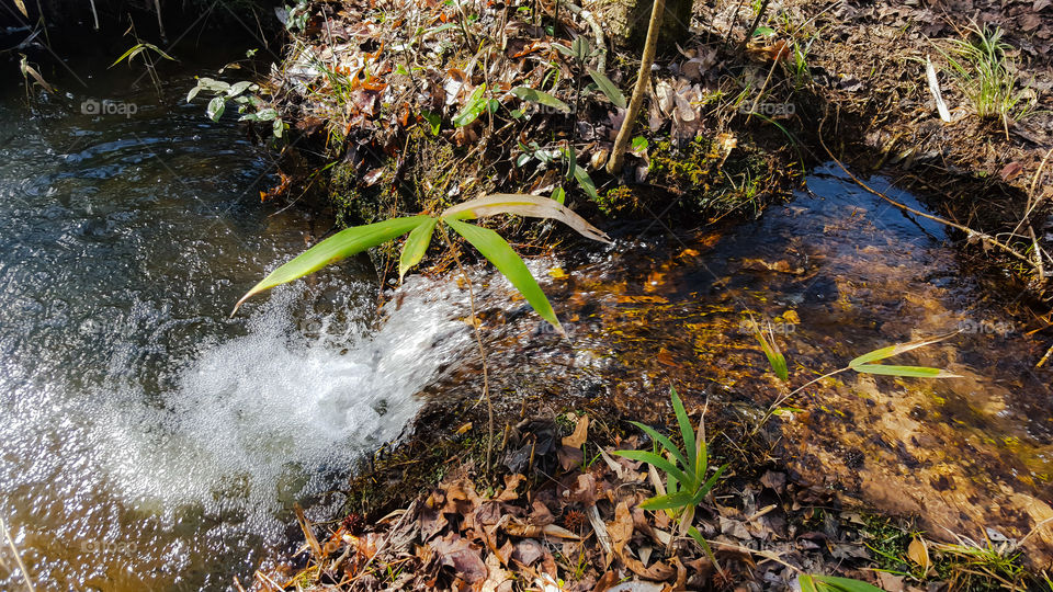 Water, Nature, River, Fall, Leaf