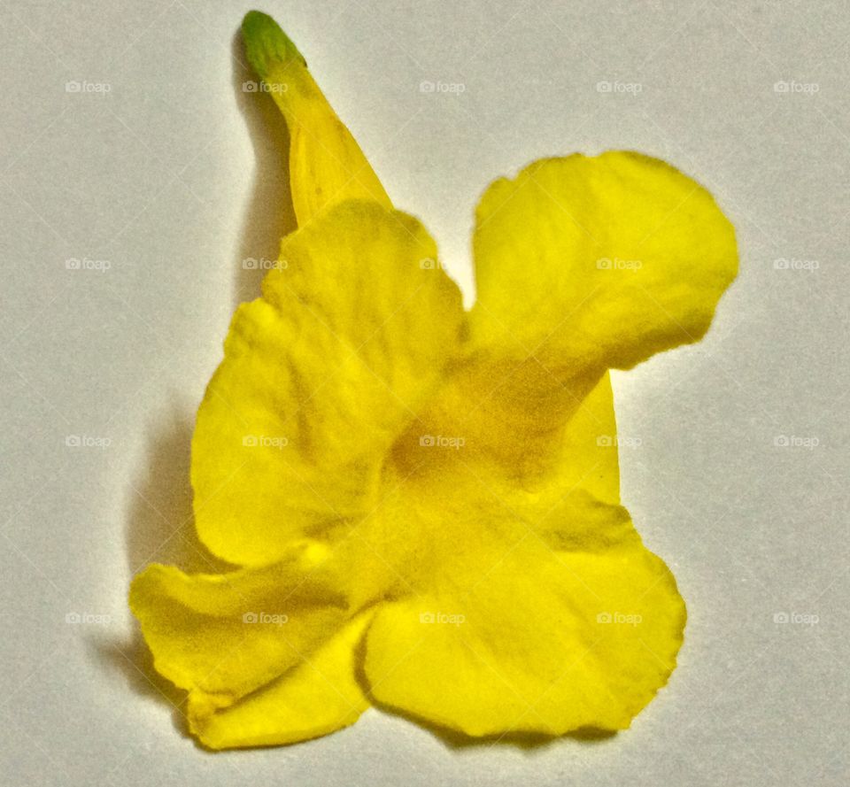 yellow colour flower close up view with white background 