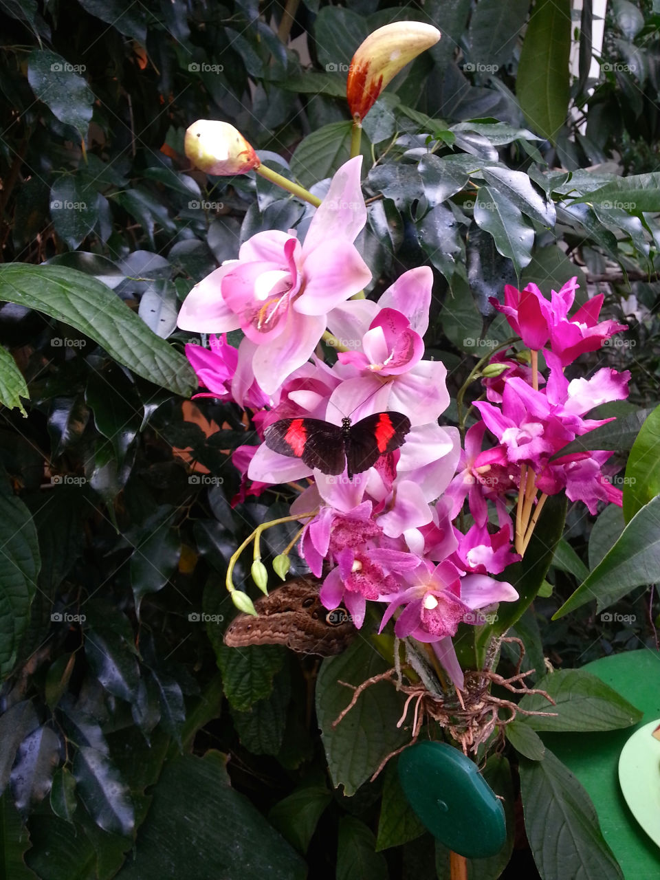 Black and pink butterfly 