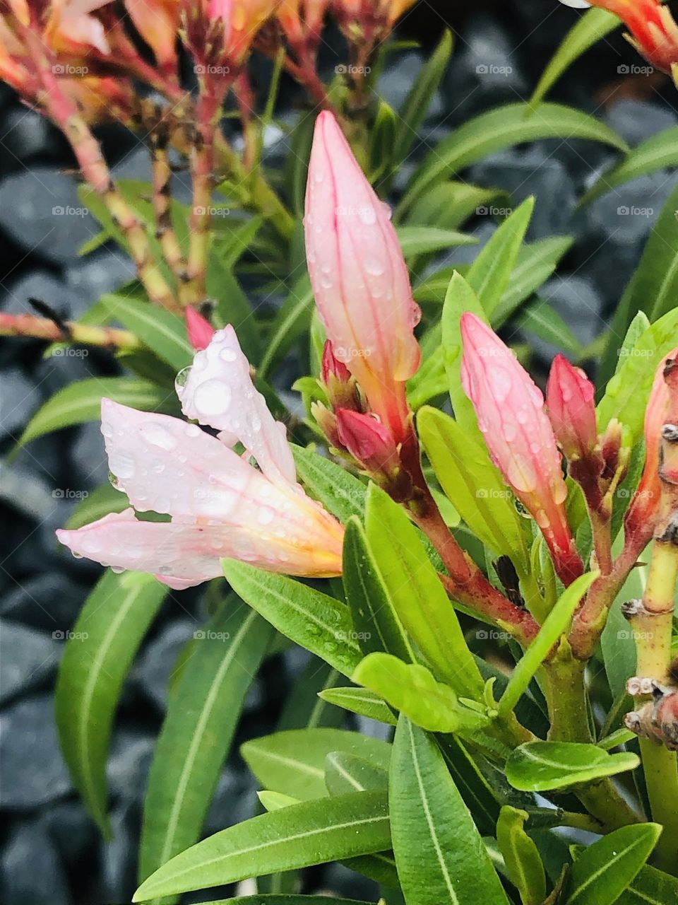 Pink flower buds with fresh morning dew. The rocks help with the contrast of colors of pink and green. 