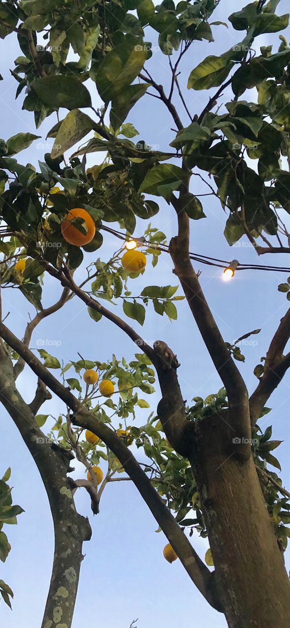 Lemon orange trees of Sorrento Italy 