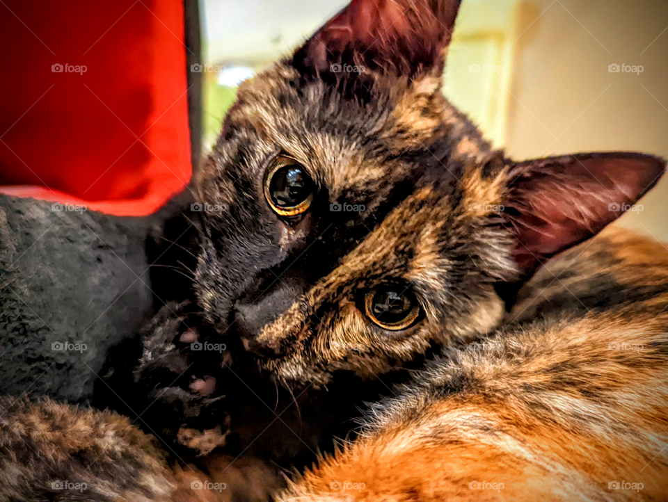 Every day is Caturday