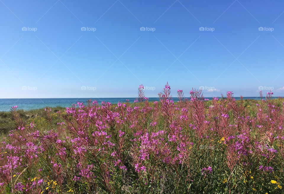 Falsterbo beach, Sweden.