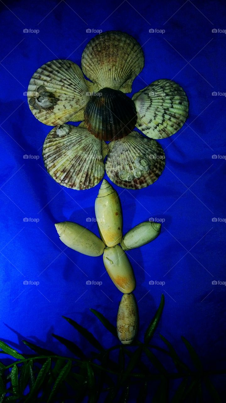 seashell flower