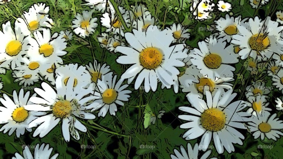 Flower Daisy Prästkrage