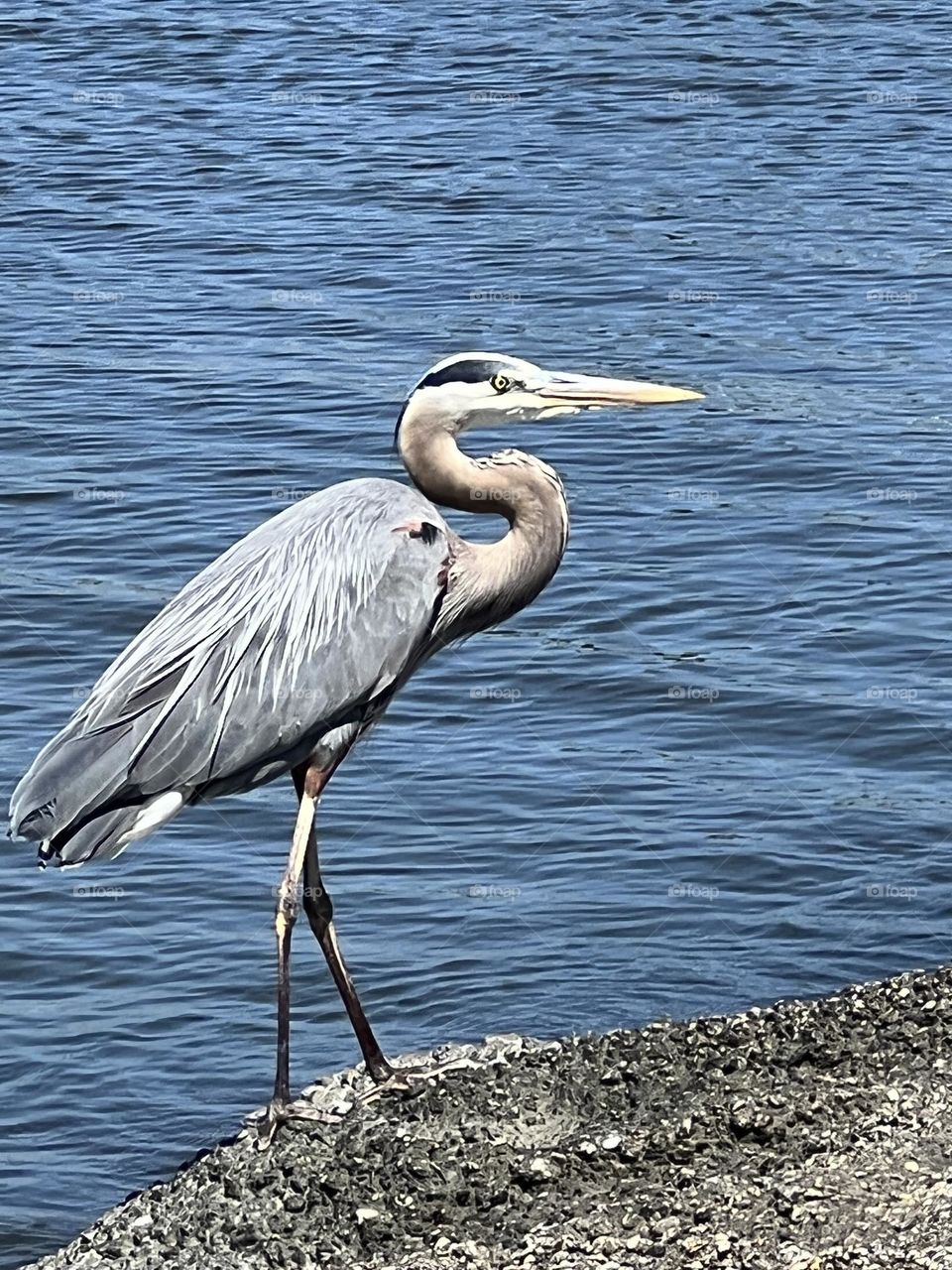 Blue Heron