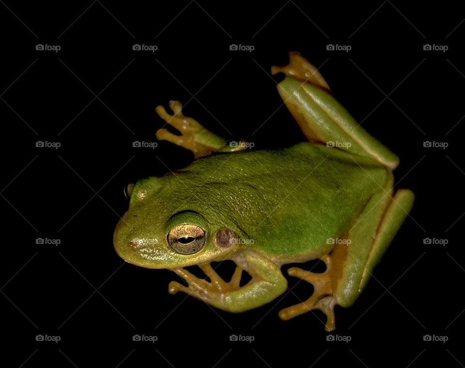 Small Green Tree Frog