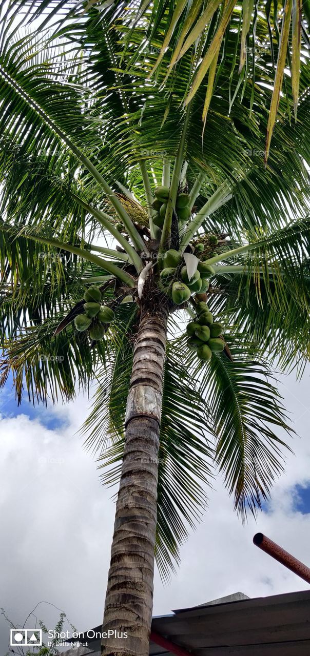 The coconut (cocos nucifera L.) is a Tropical fruit plant grown on a large scale in a number of countries in tropical and sub-tropical areas. The place of origin though contradictory, is believed to be somewhere in South Asia –Malaysia.