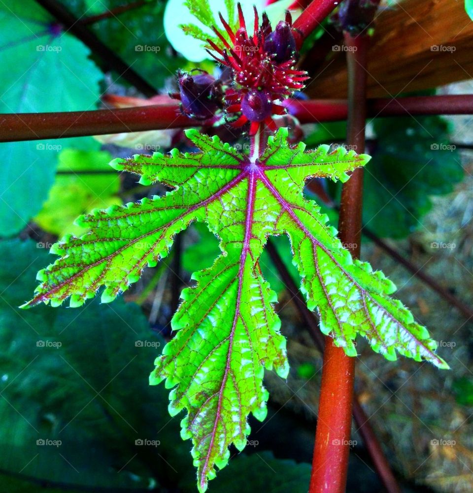 Okra leaf. Photo of an okra leaf in full stature.