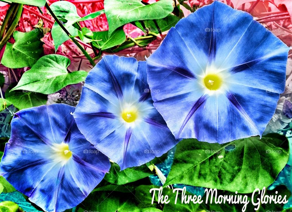 The Three Morning's