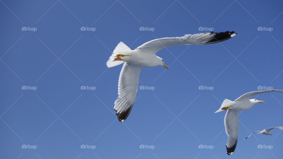 Flying seagull