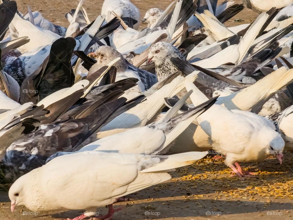 Group of white pigeons