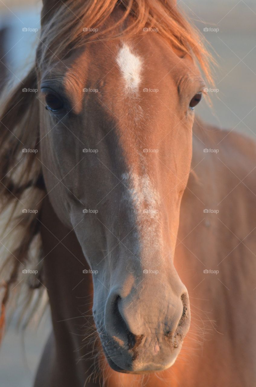 Equine face