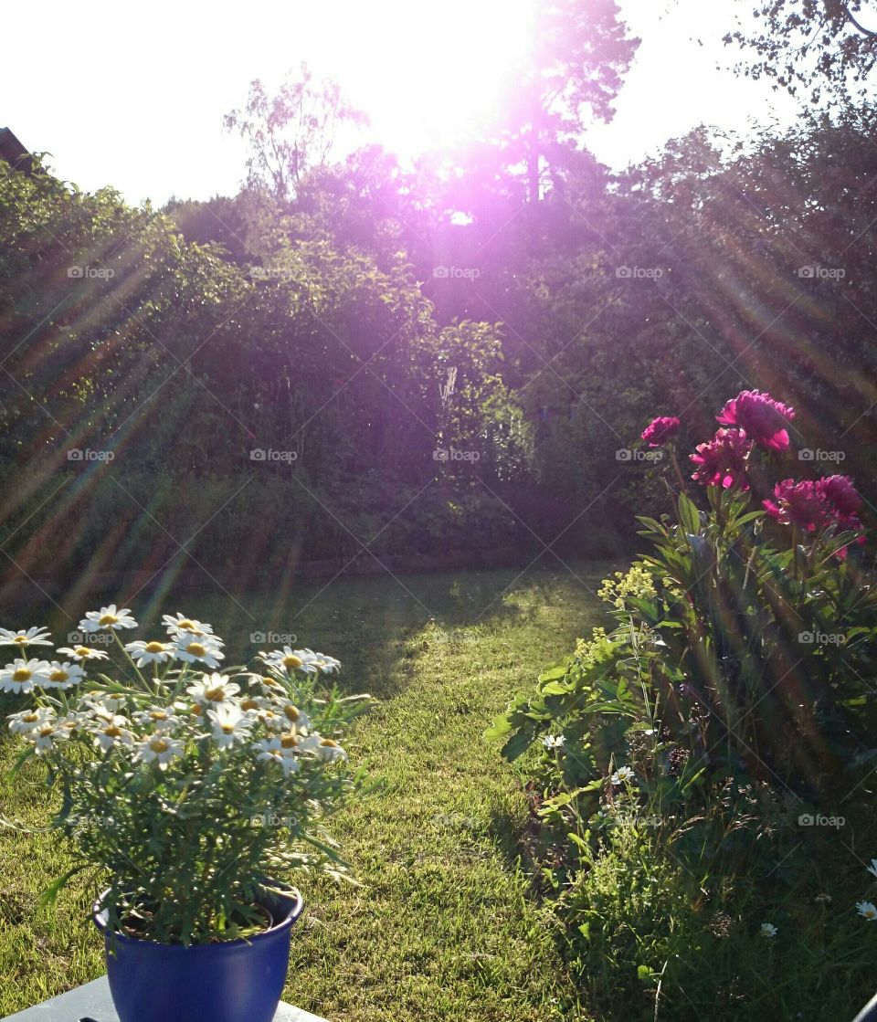 sunrays in the garden