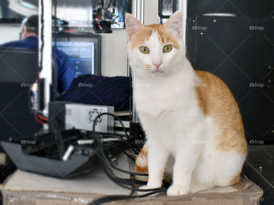 Cat sitting in a workshop in a house.