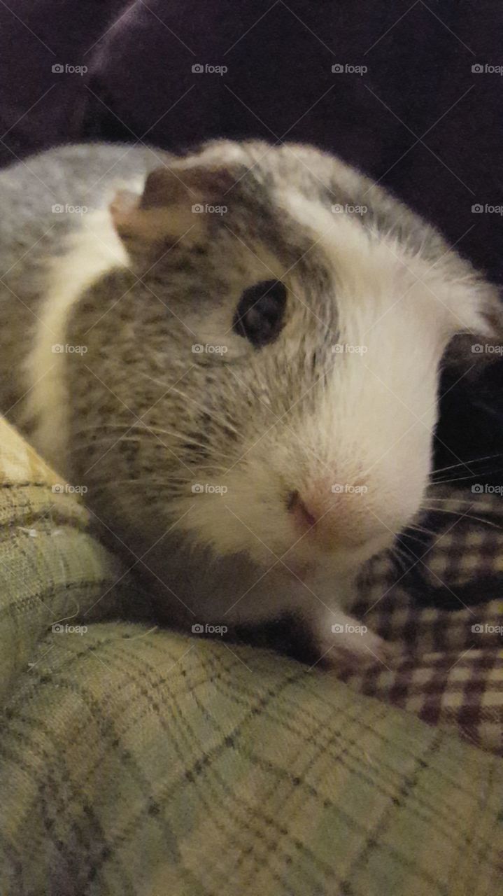 Adorable piggy enjoying his fluffy pillow.