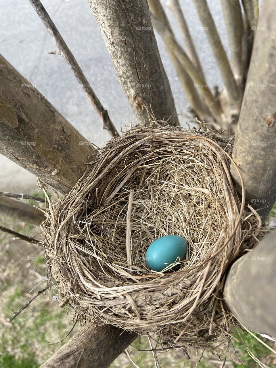 Bluebird birds nest 
