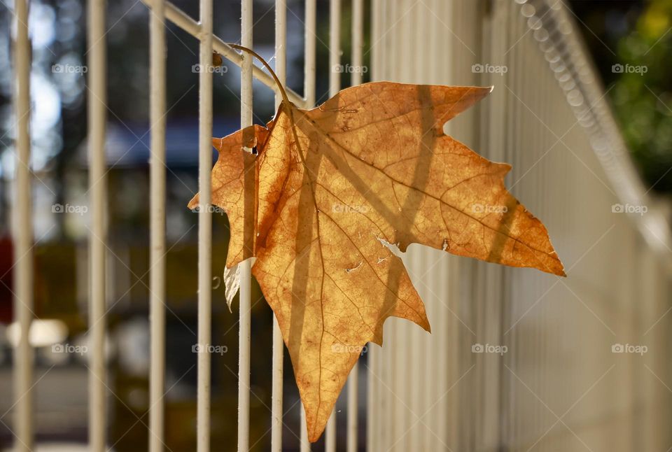 Fallen dry leaf stuck on the fence