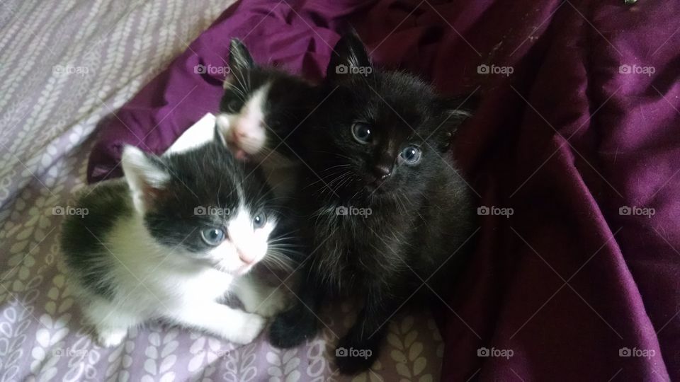 kittens, three, sleepy, pets