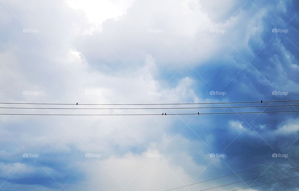 птицы на проводах как ноты на нотном стане