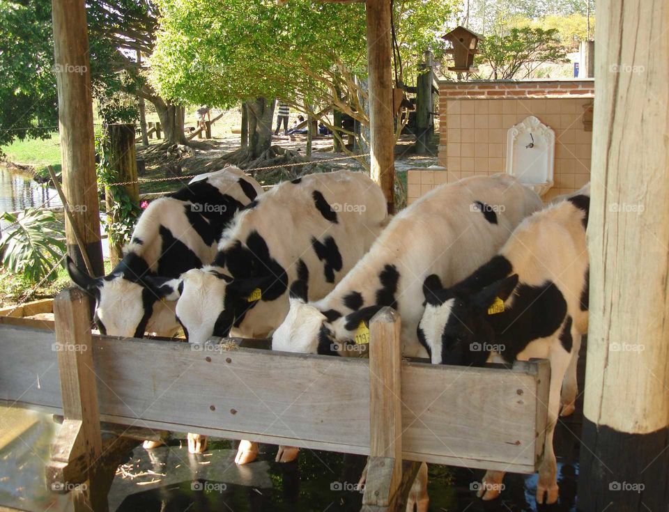 The cows black and white