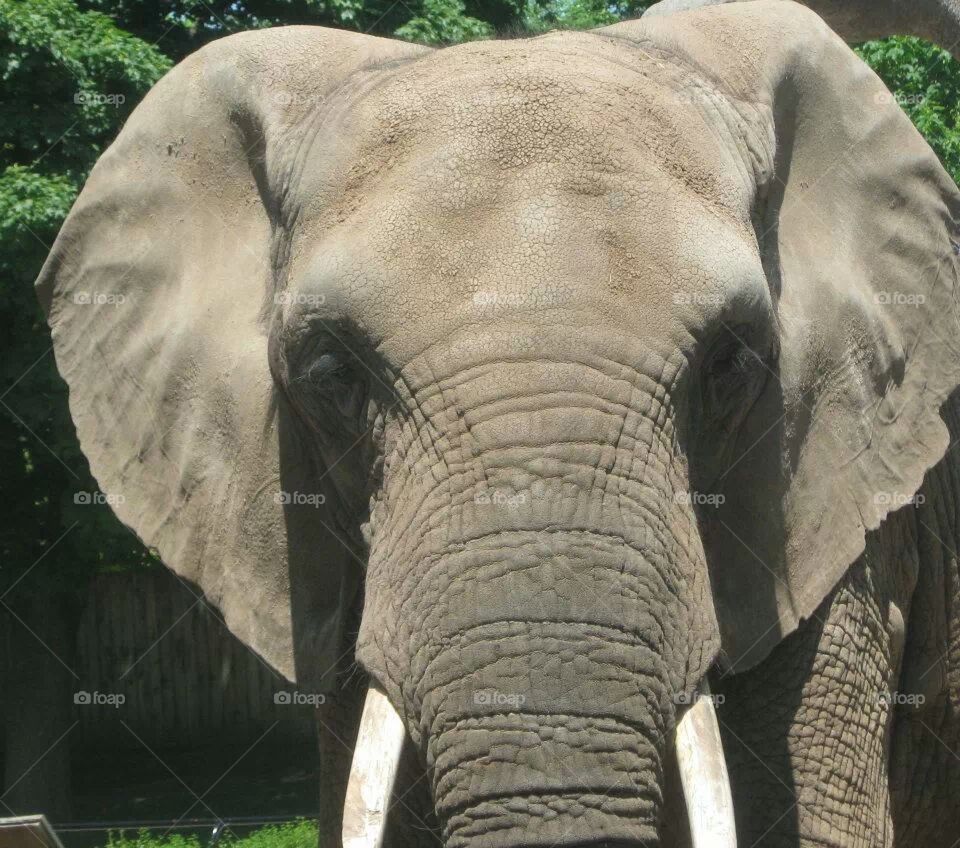 elephant