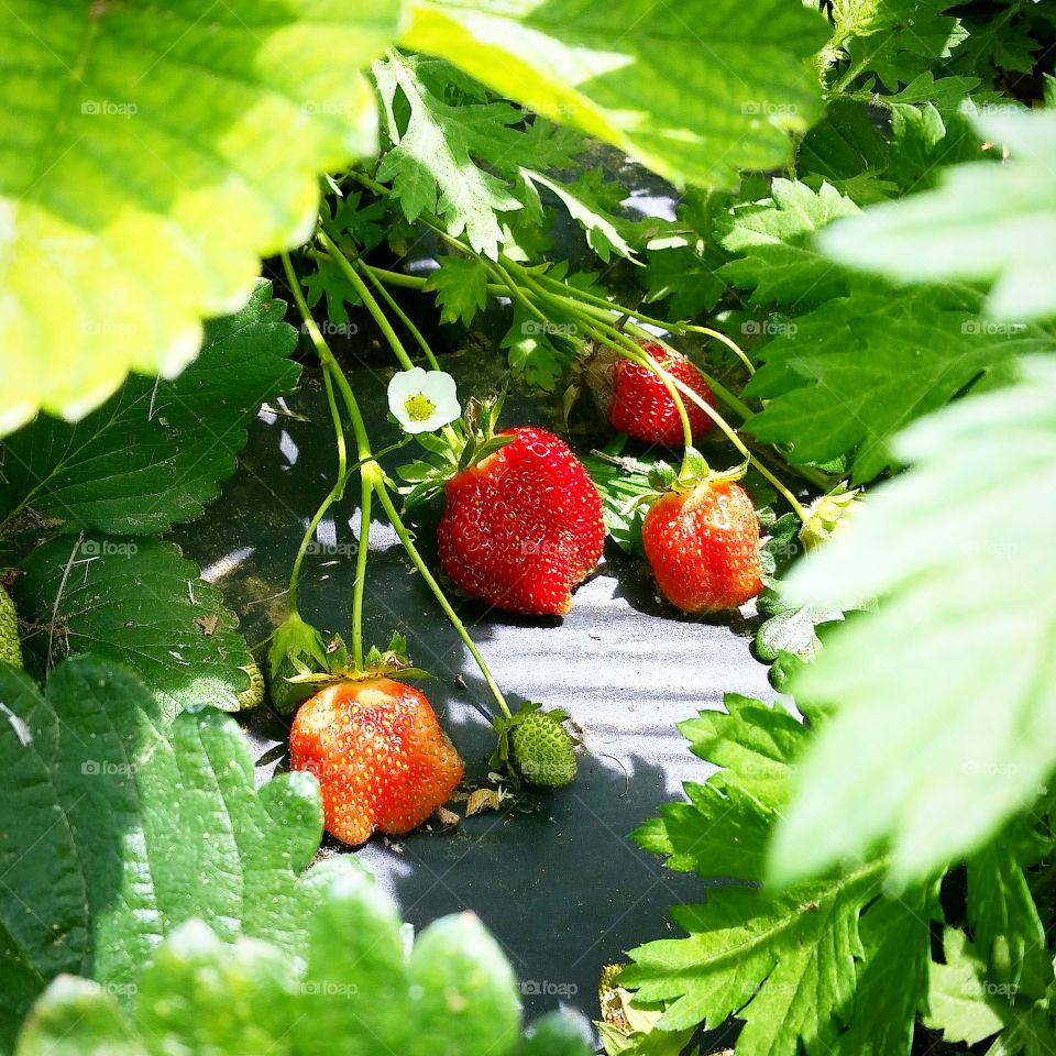 Fresh Berries. Strawberry picking in Freehold, NJ