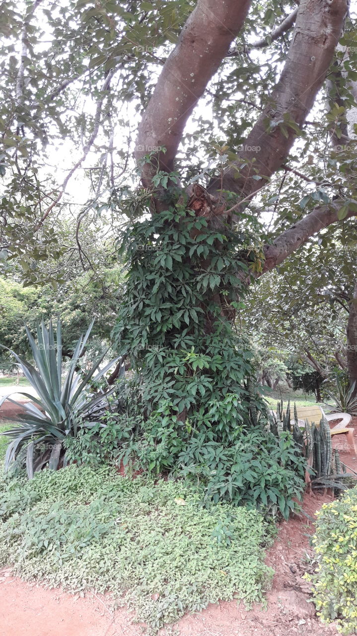 plants huge tree