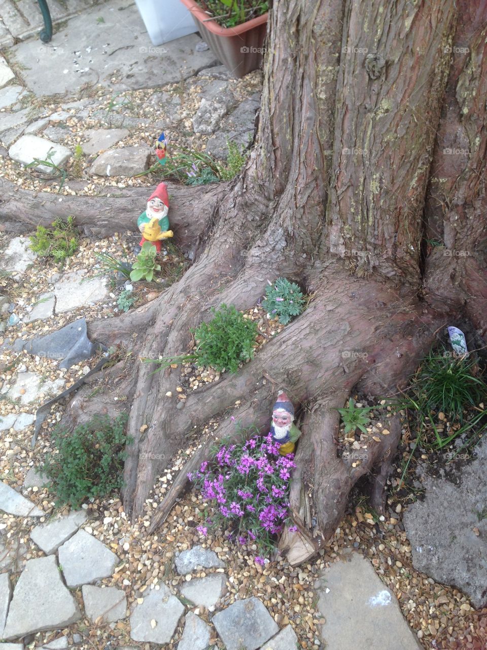 Miniature garden tree roots