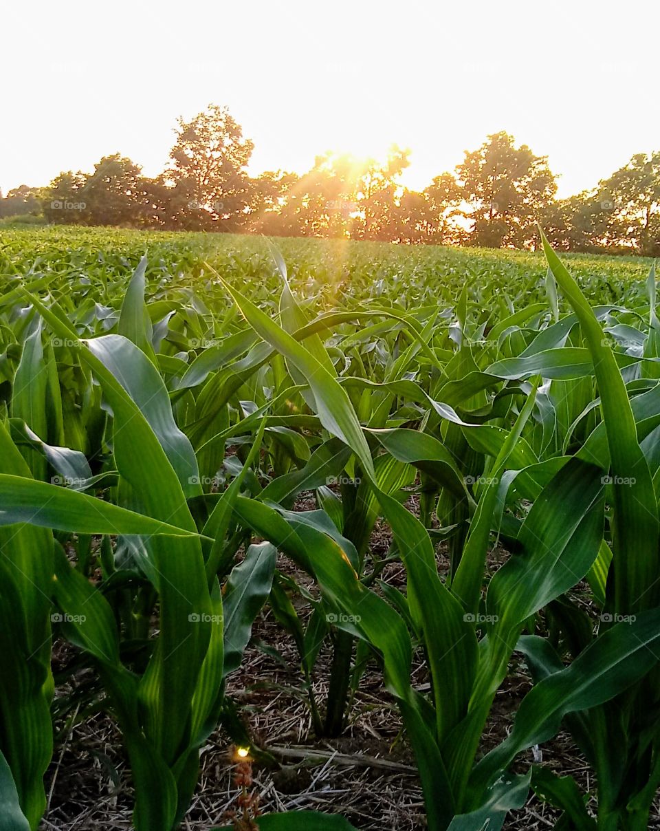 Knee High by the 4th of July