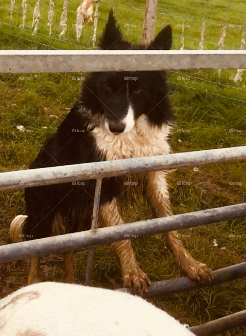 Muddy working collie,feet up on gates, watches intensely over her flock