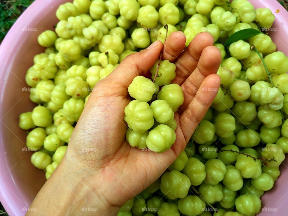 Directly above view of gooseberries