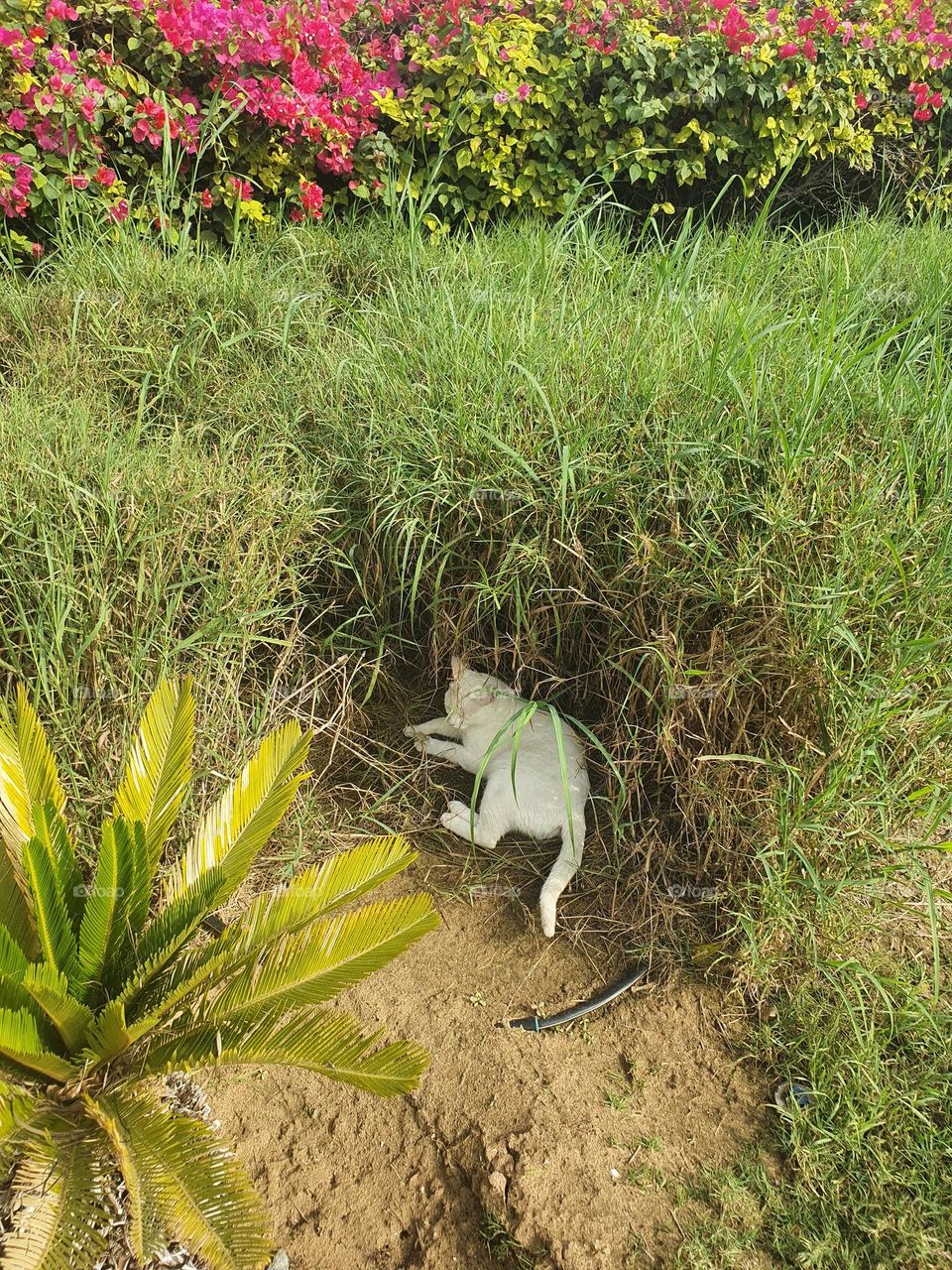 White cat relaxing on the garden