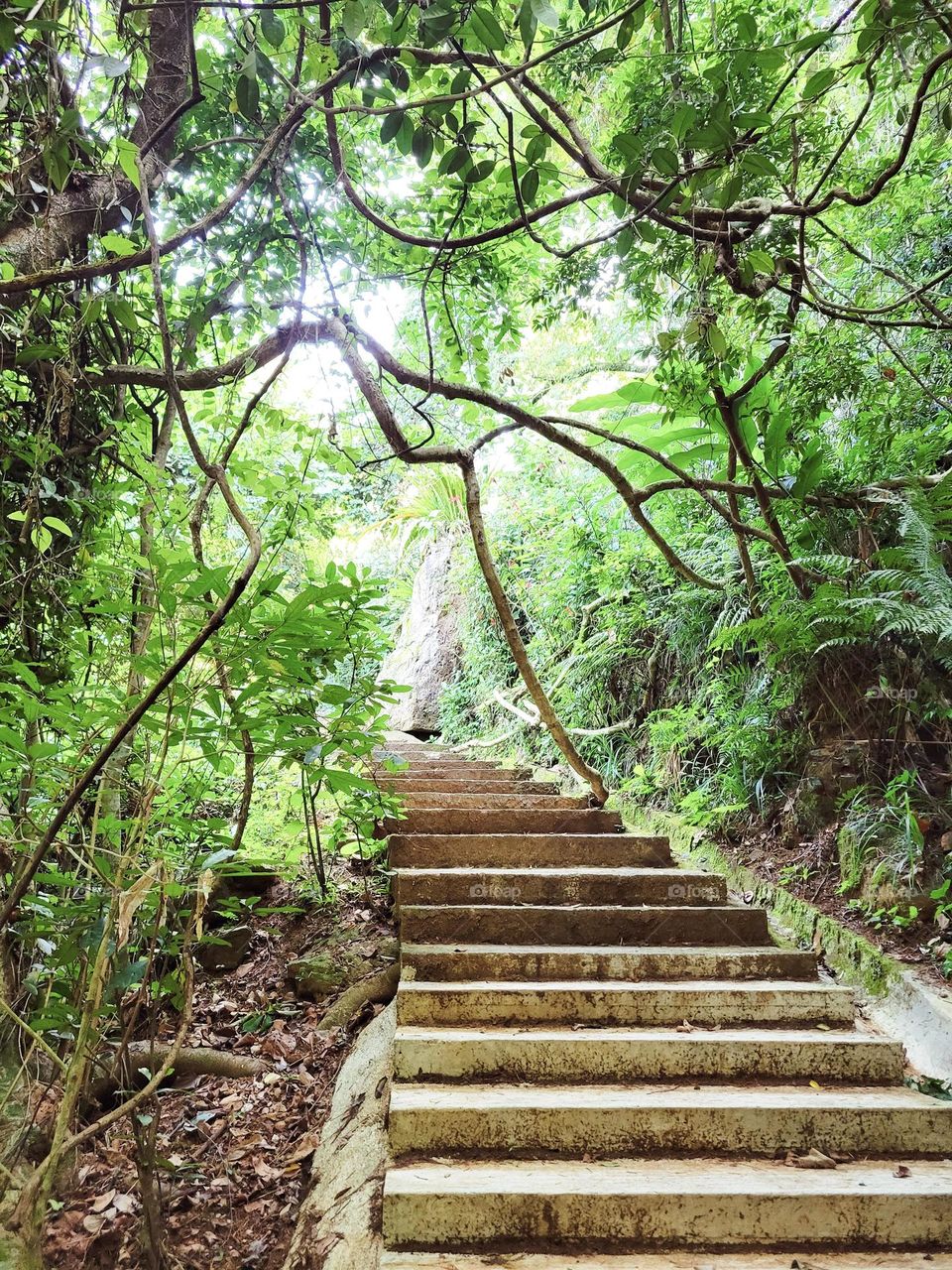 Hiking at Hong Kong Kadoorie Farm on a sunny day