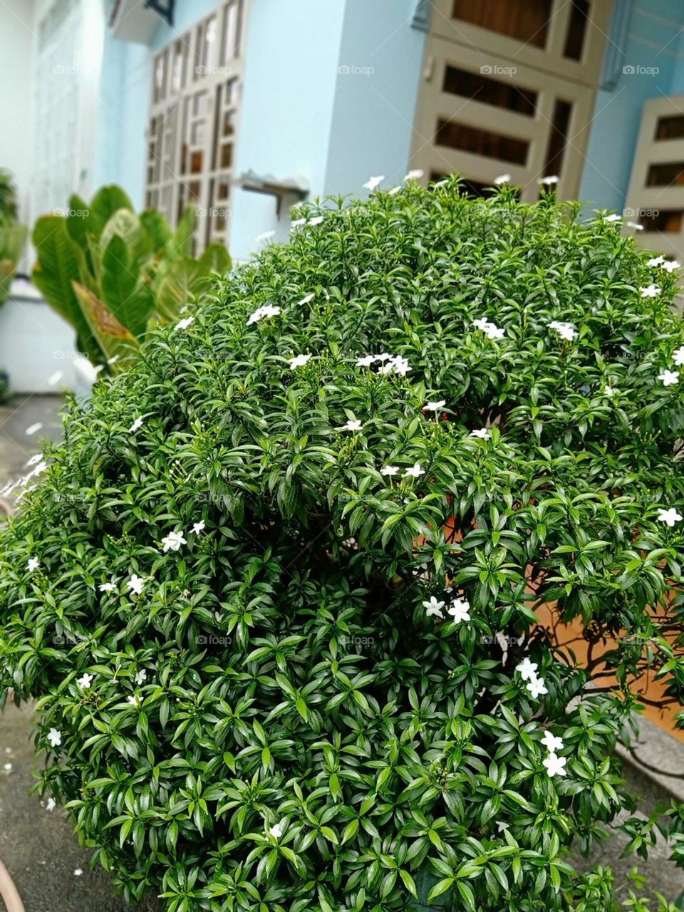 Cây Mai vạn Phúc.