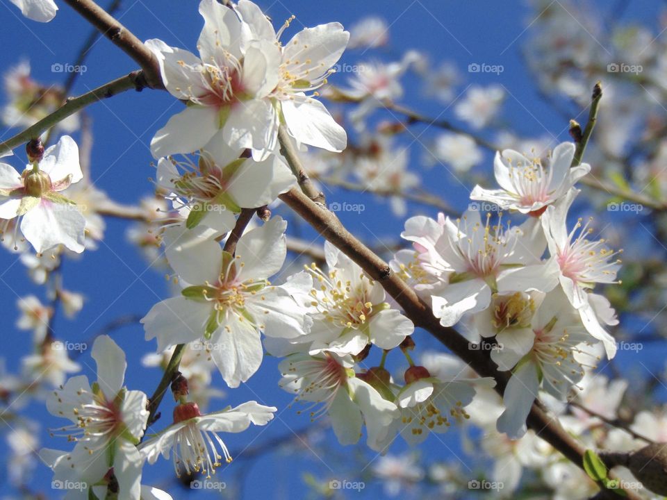 Almond tree flowers season