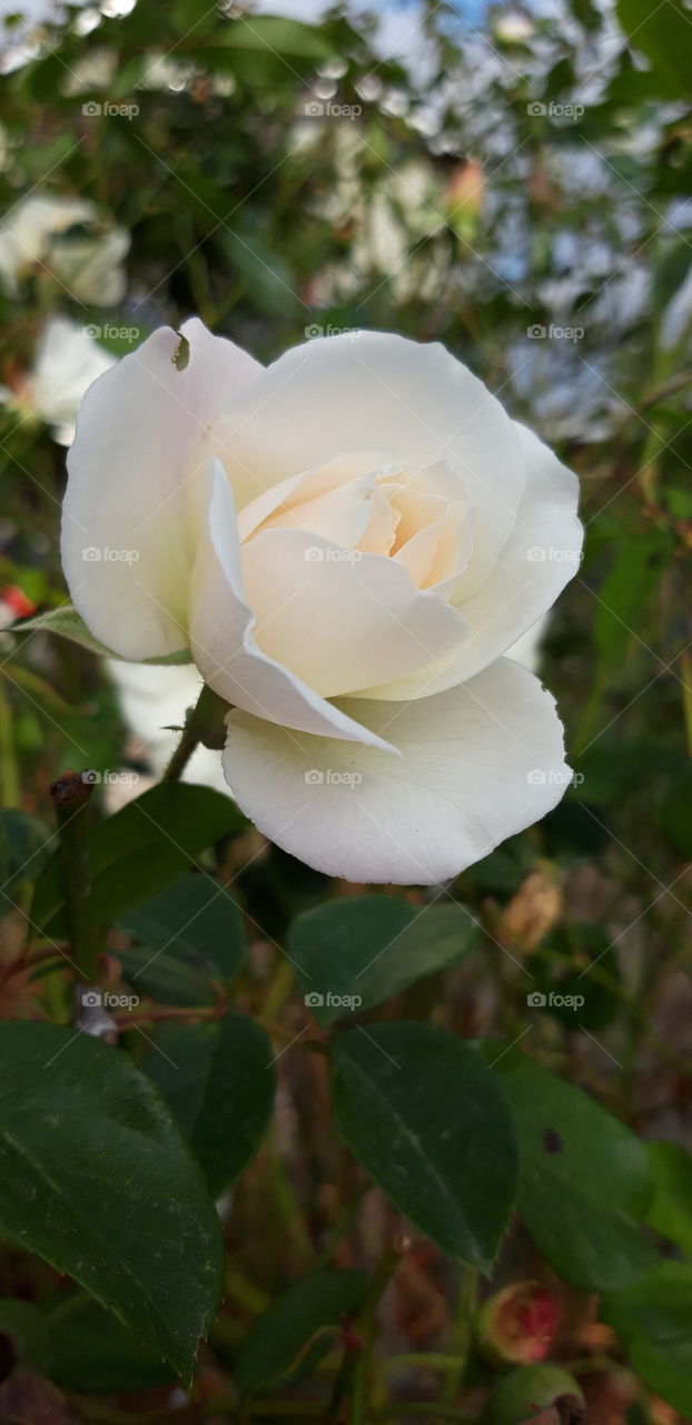 white rose