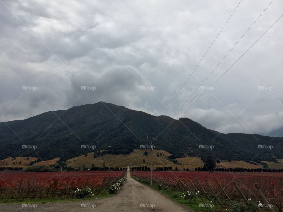 Vineyard in Chile 