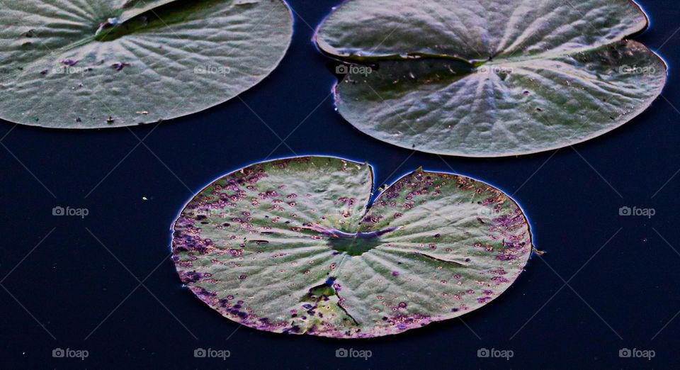 Lilly pads in a lake