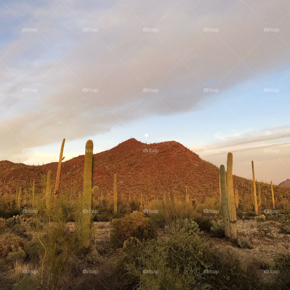 Nature - Desert Landscape 