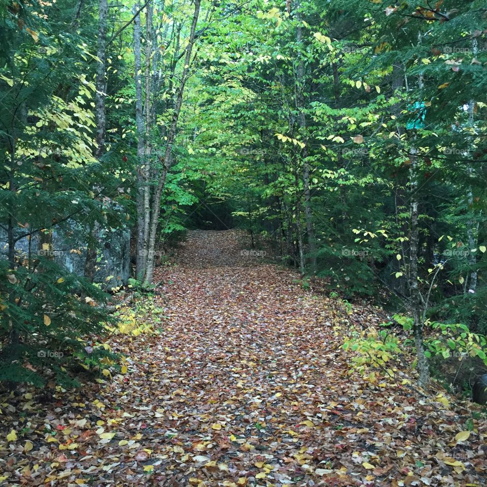 On a leaf strewn trail