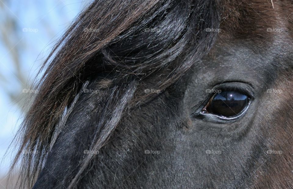 Close-up of horse eye