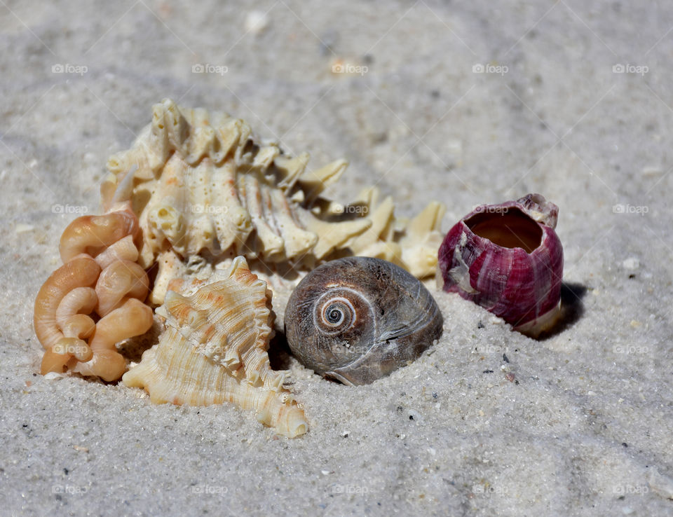 Seashells on sand