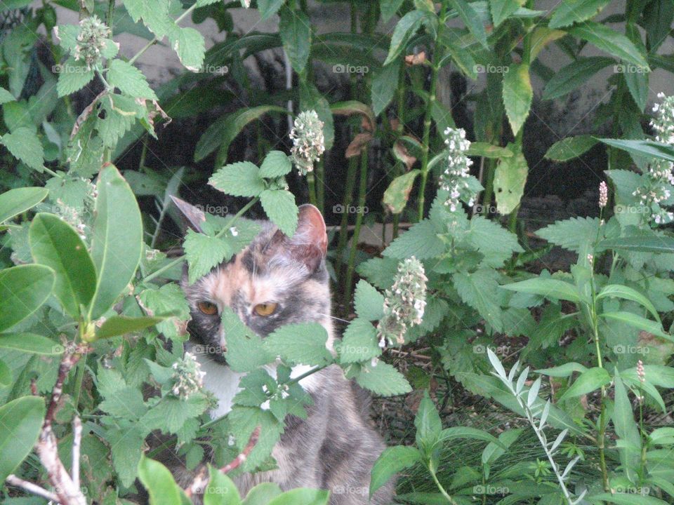 Hidden cat in flowers, Gypsie girl 