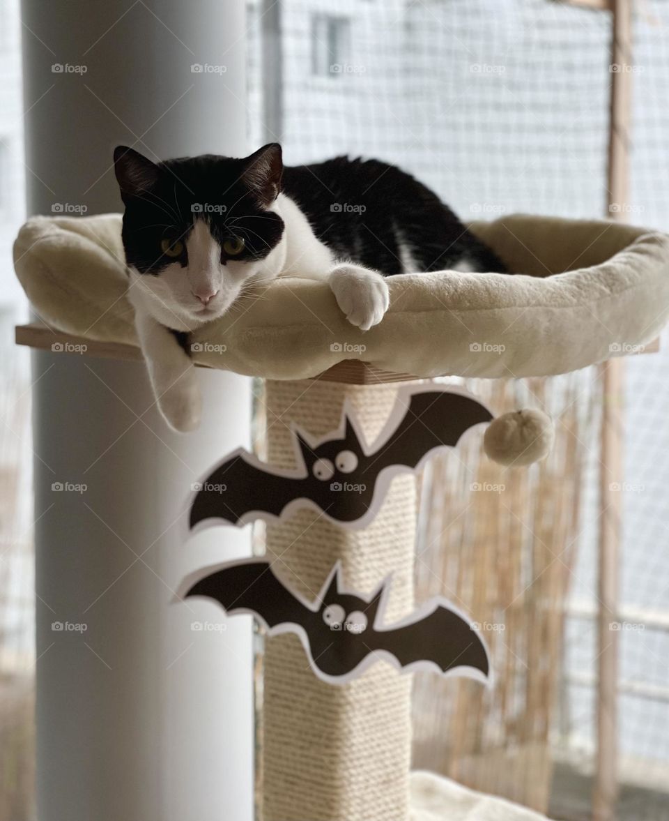 Tuxedo cat on cat tree decorated with Halloween bats 🦇