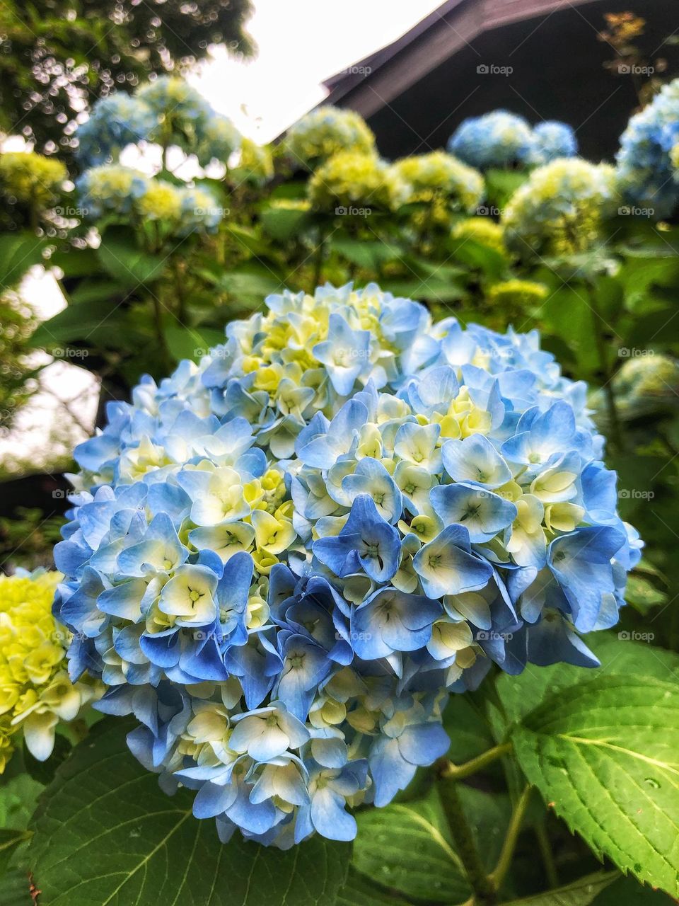 Blue flowers