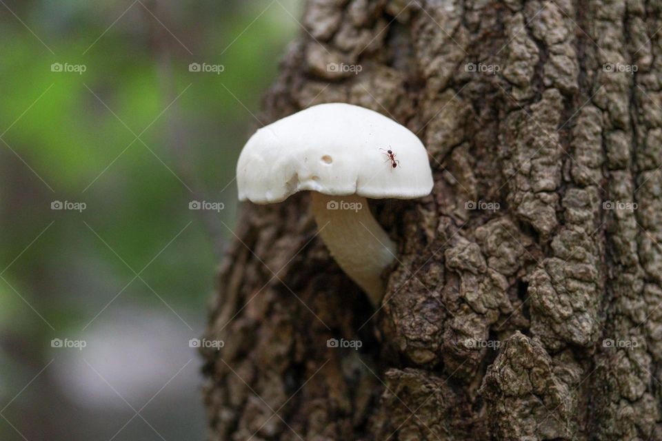 Mushroom growing on a tree