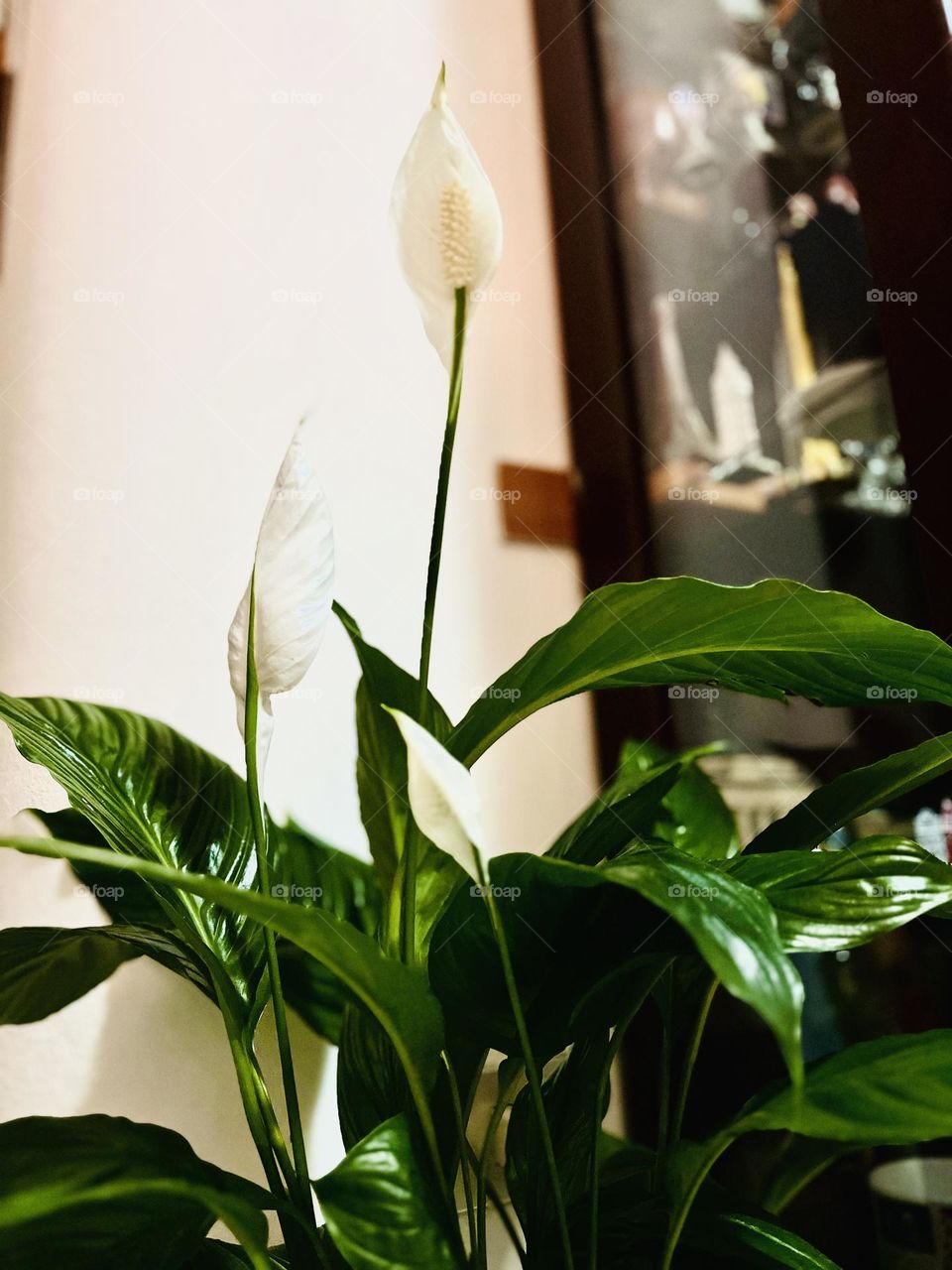 Happy Valentine’s day